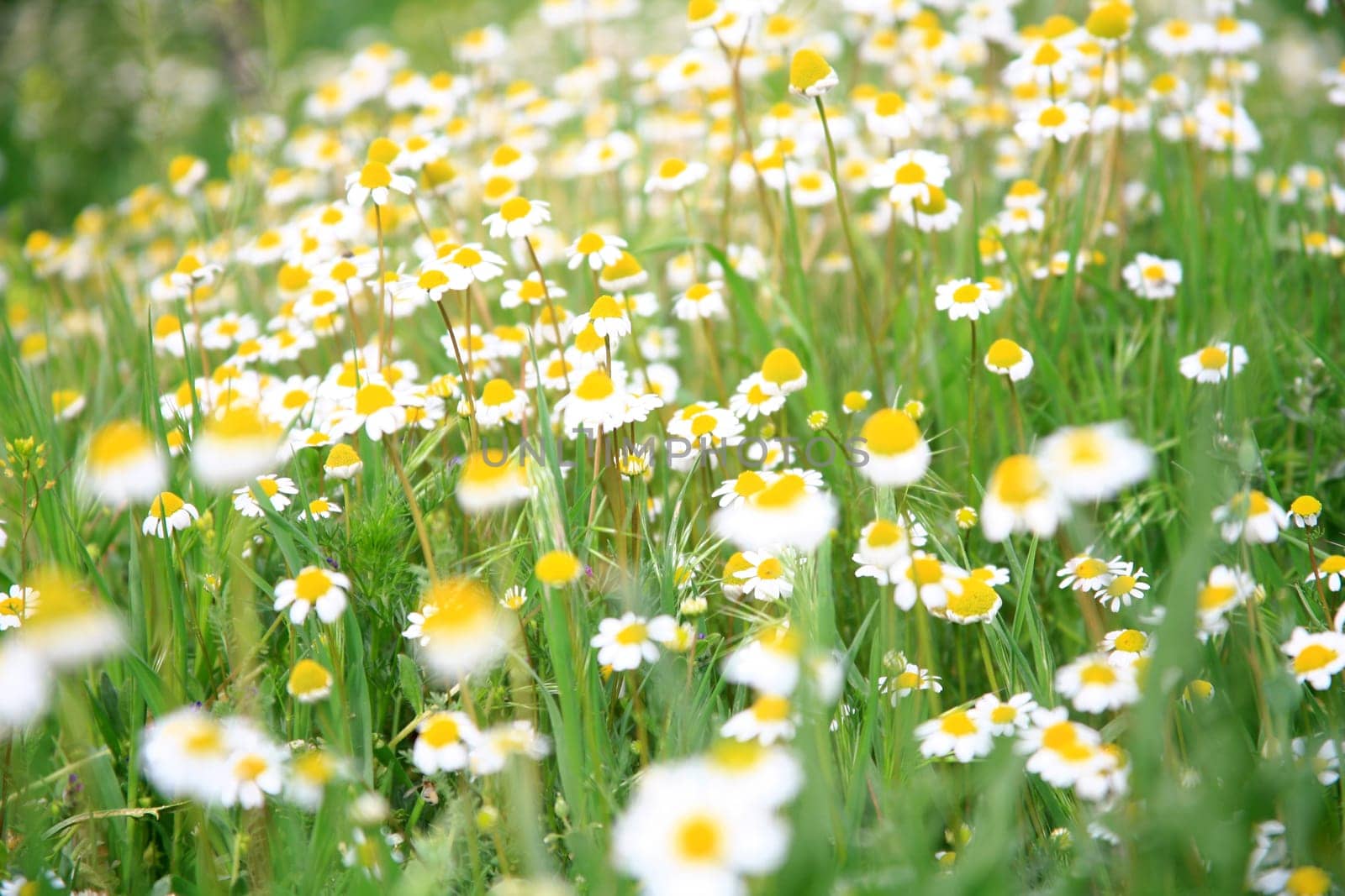 daisy background