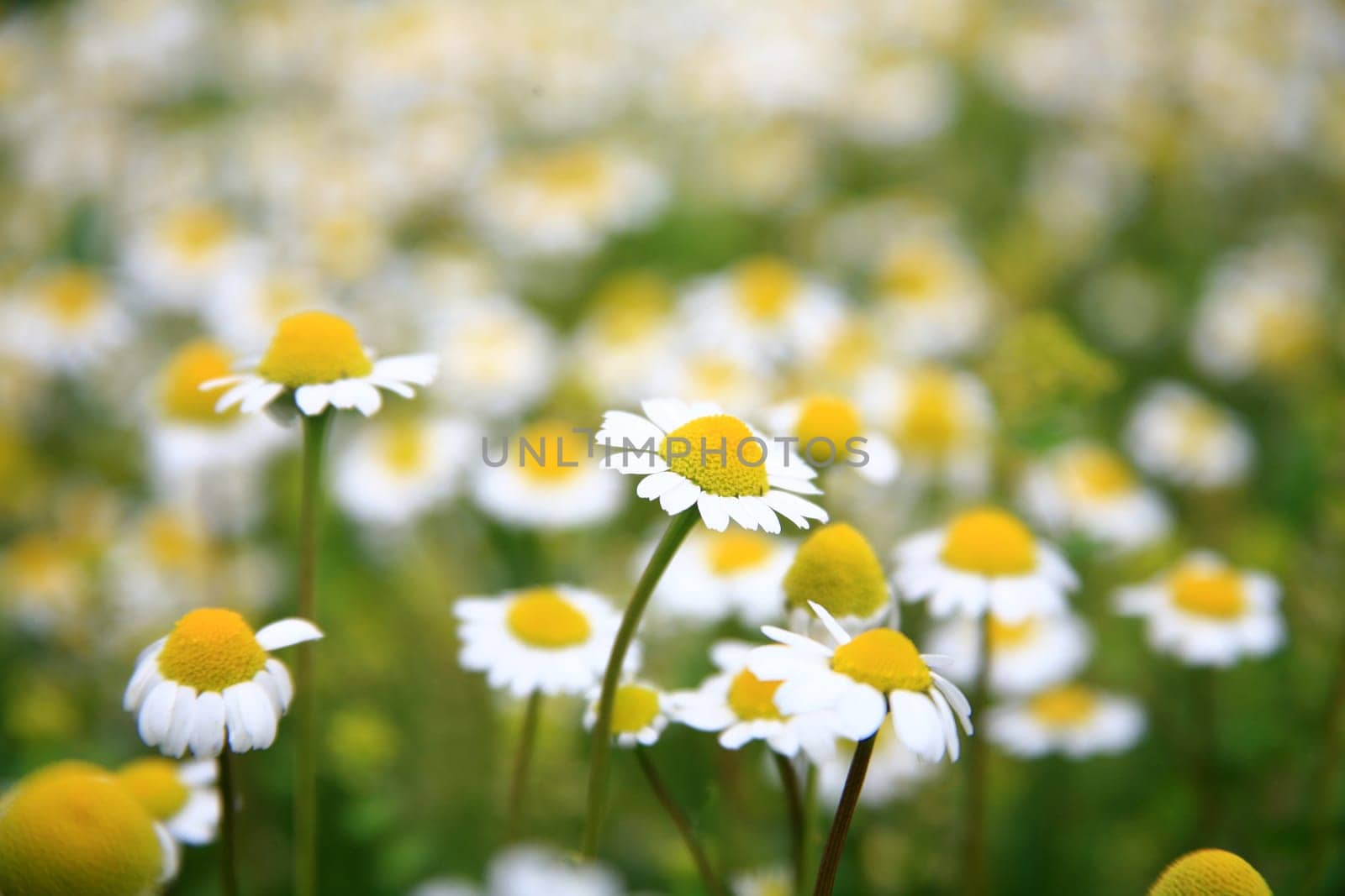 daisy background