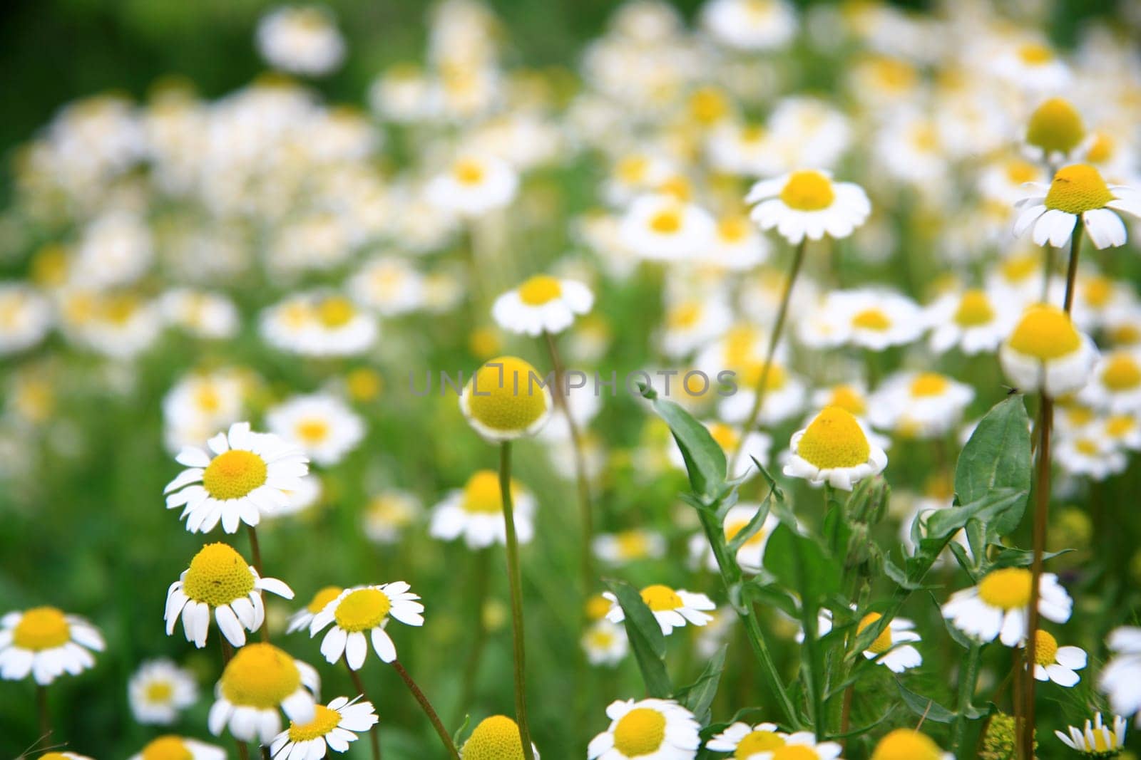 daisy background