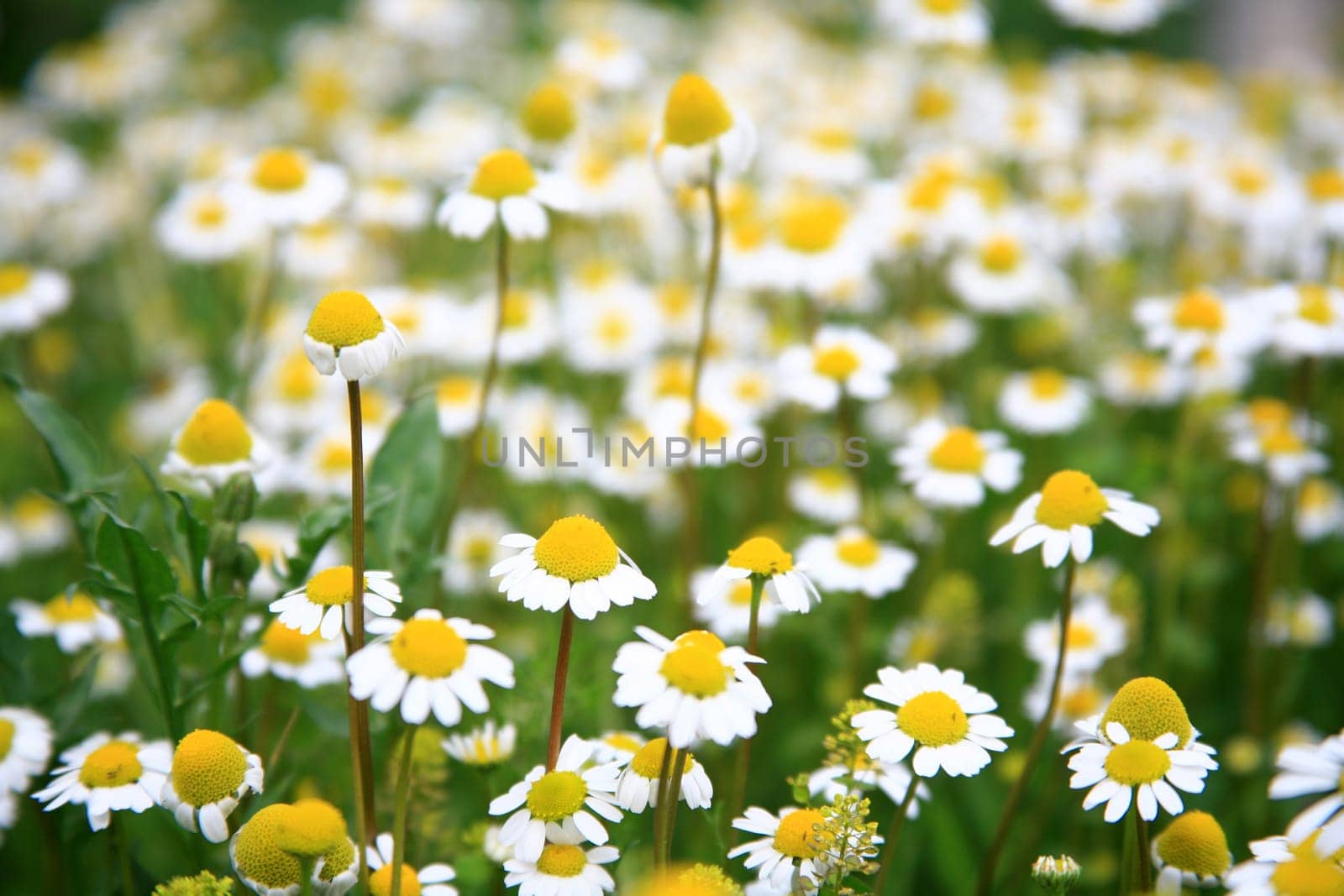 daisy background