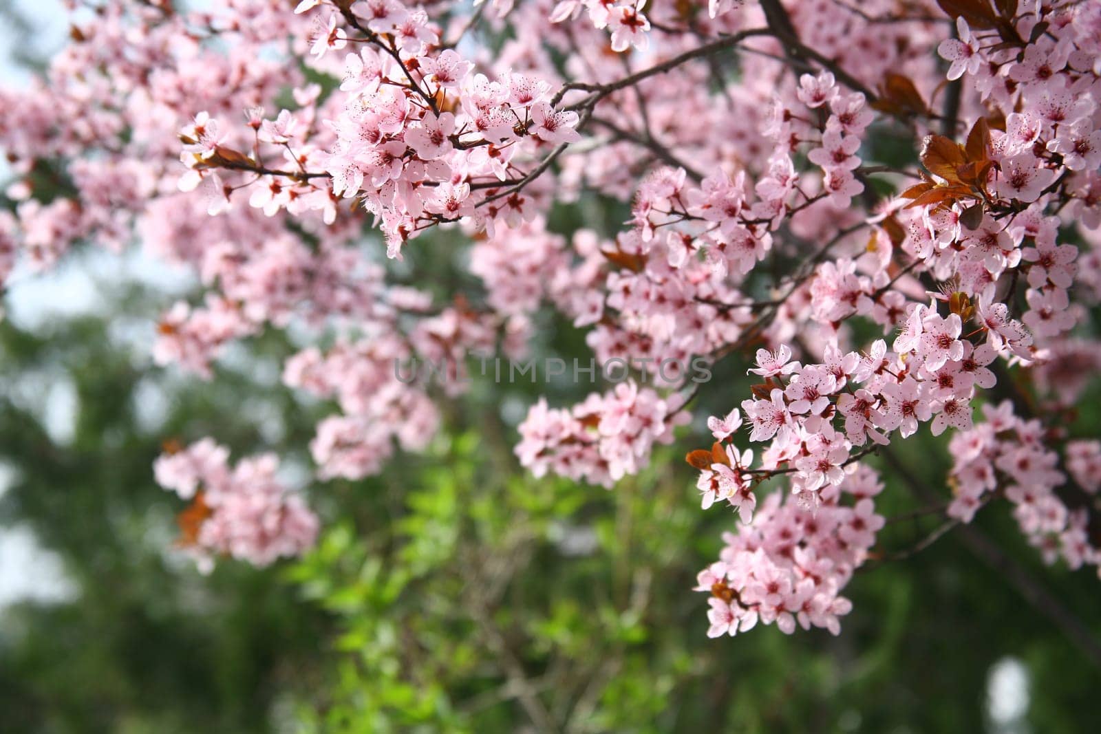 spring