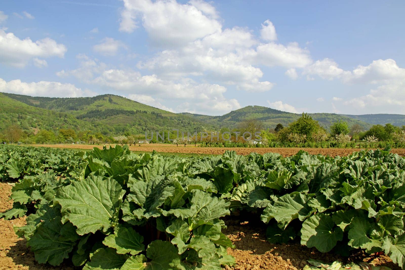 Agricultural land Badische Bergstraße