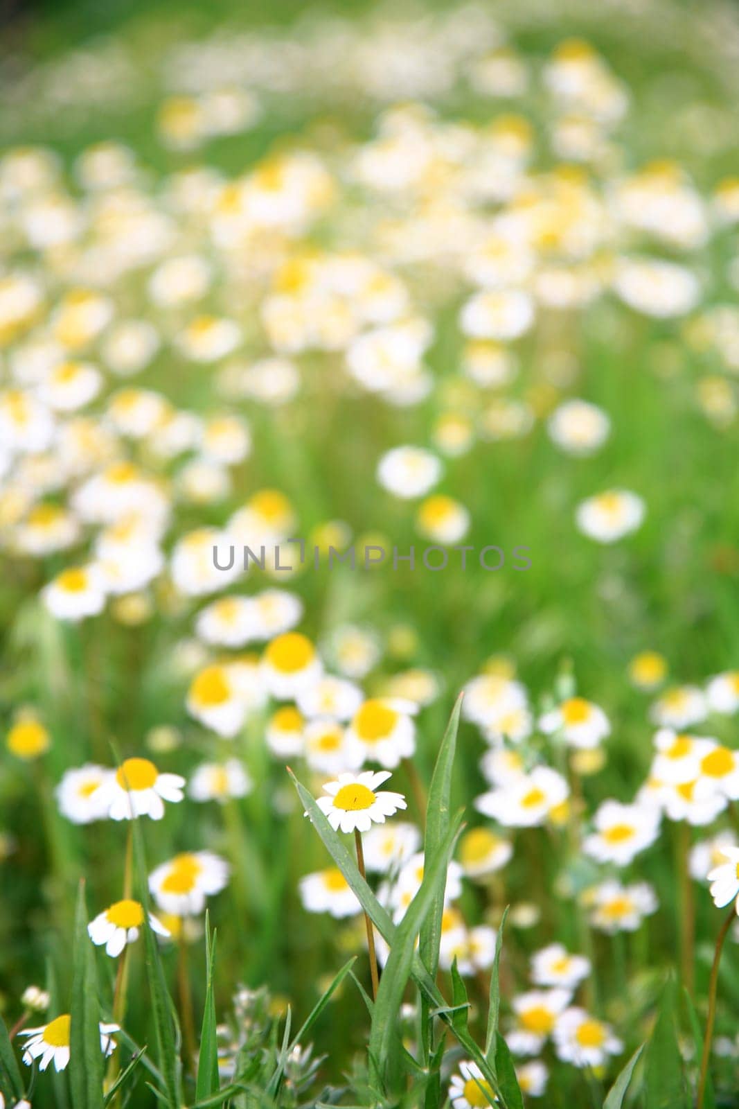 daisy background