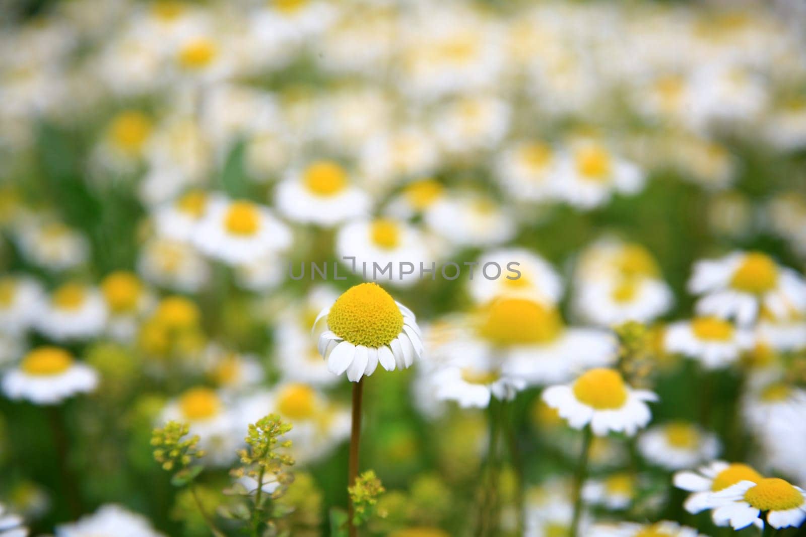 daisy background