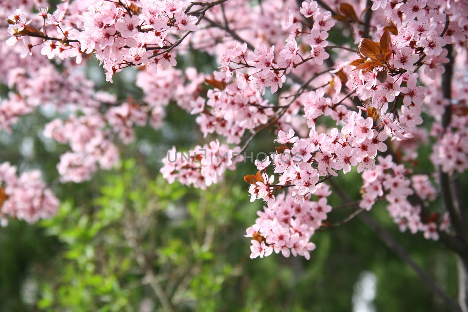spring