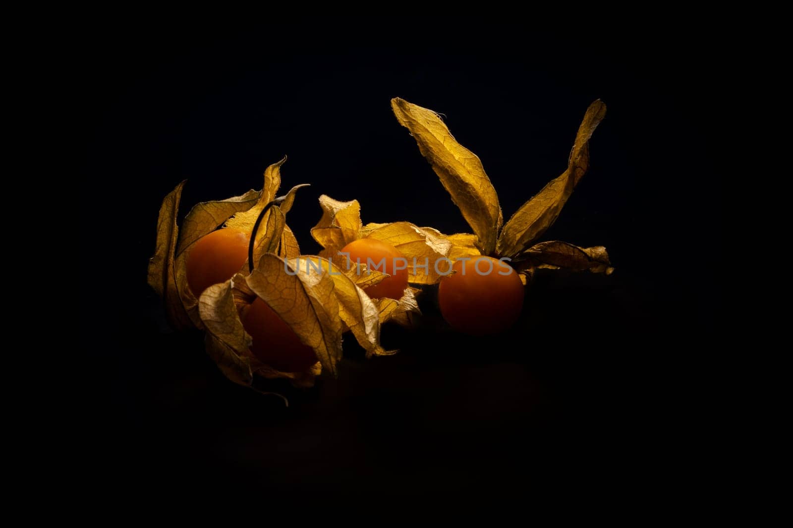 Physalis.....