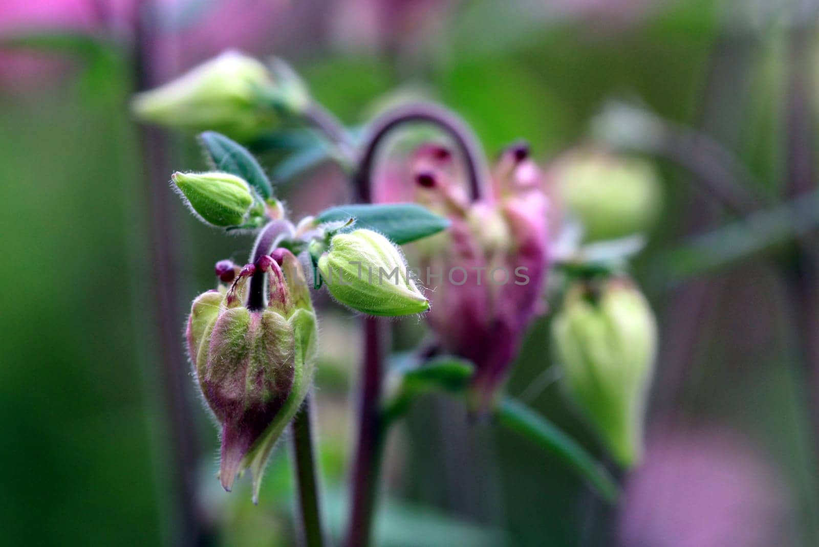 Flower buds of the common columbine