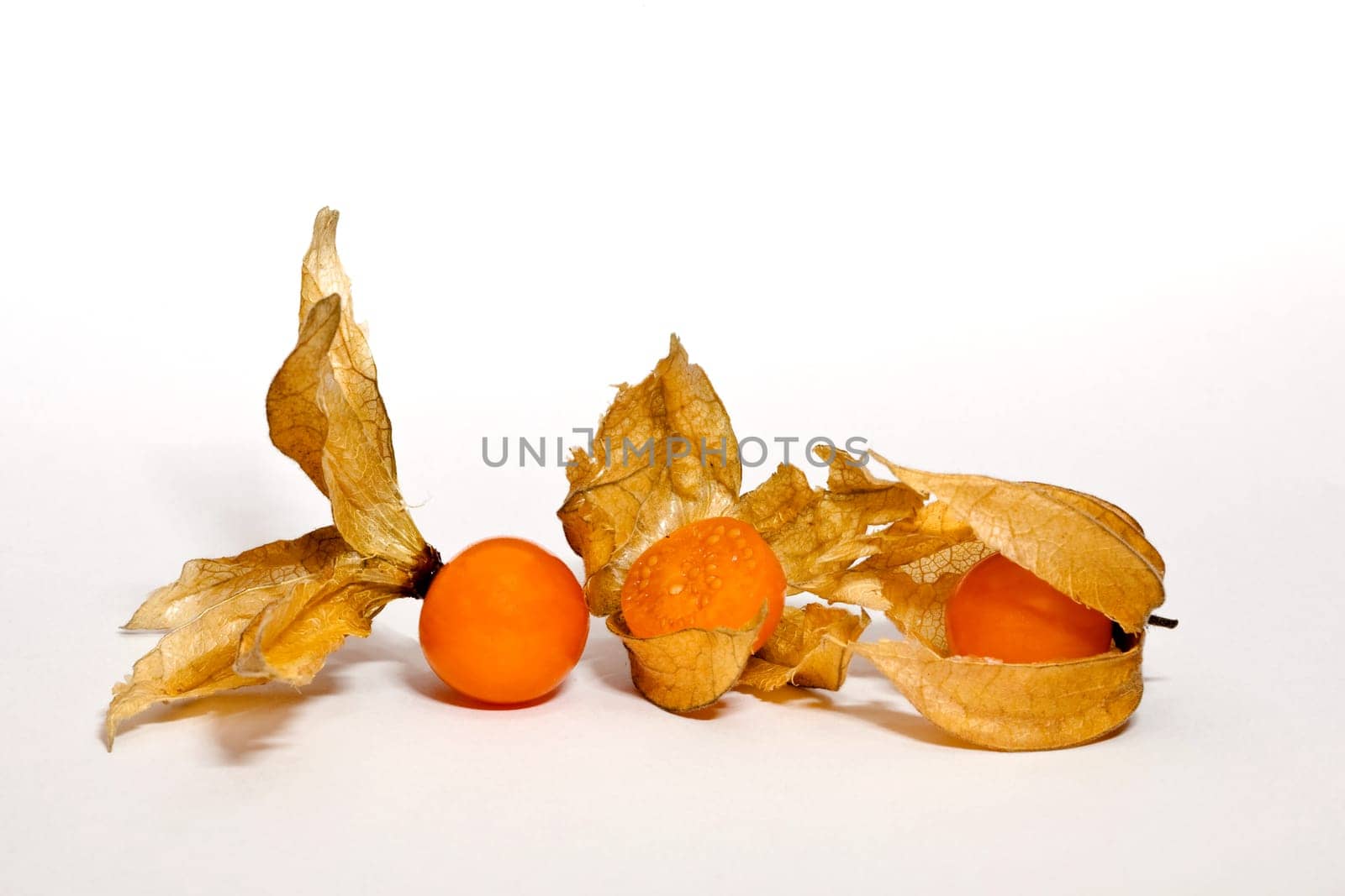 Physalis..