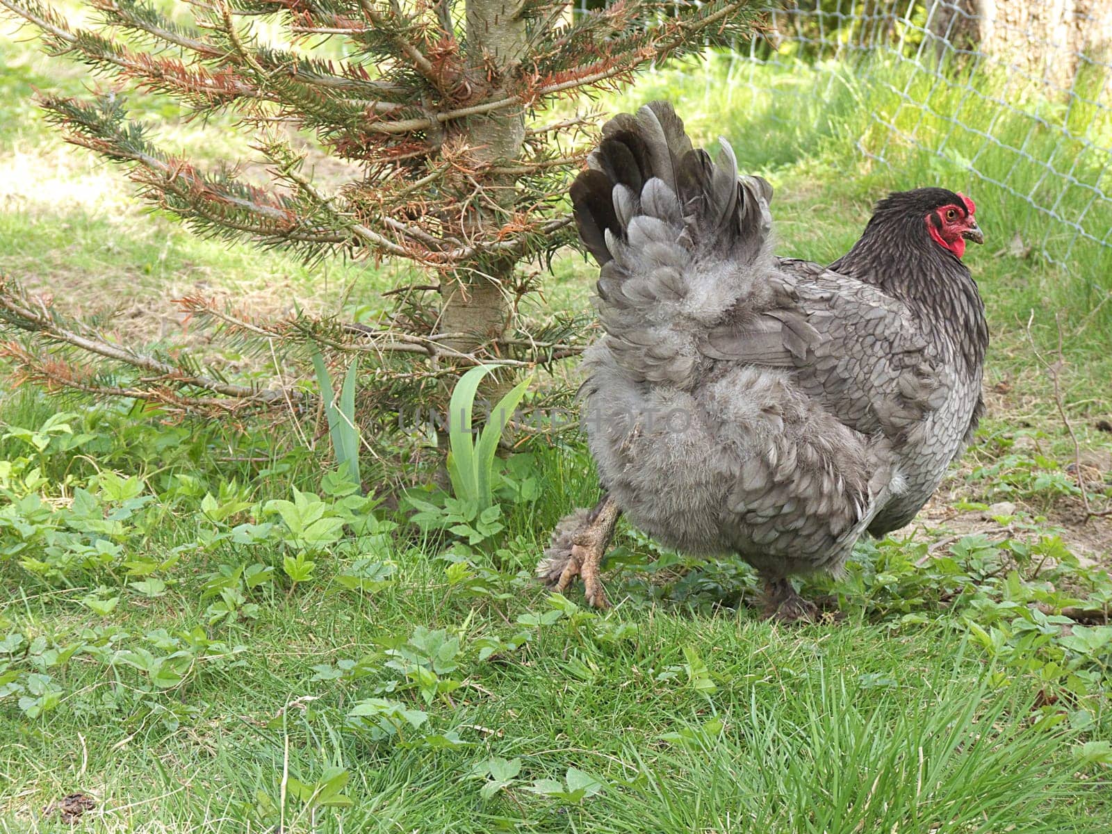 Brahma Hen