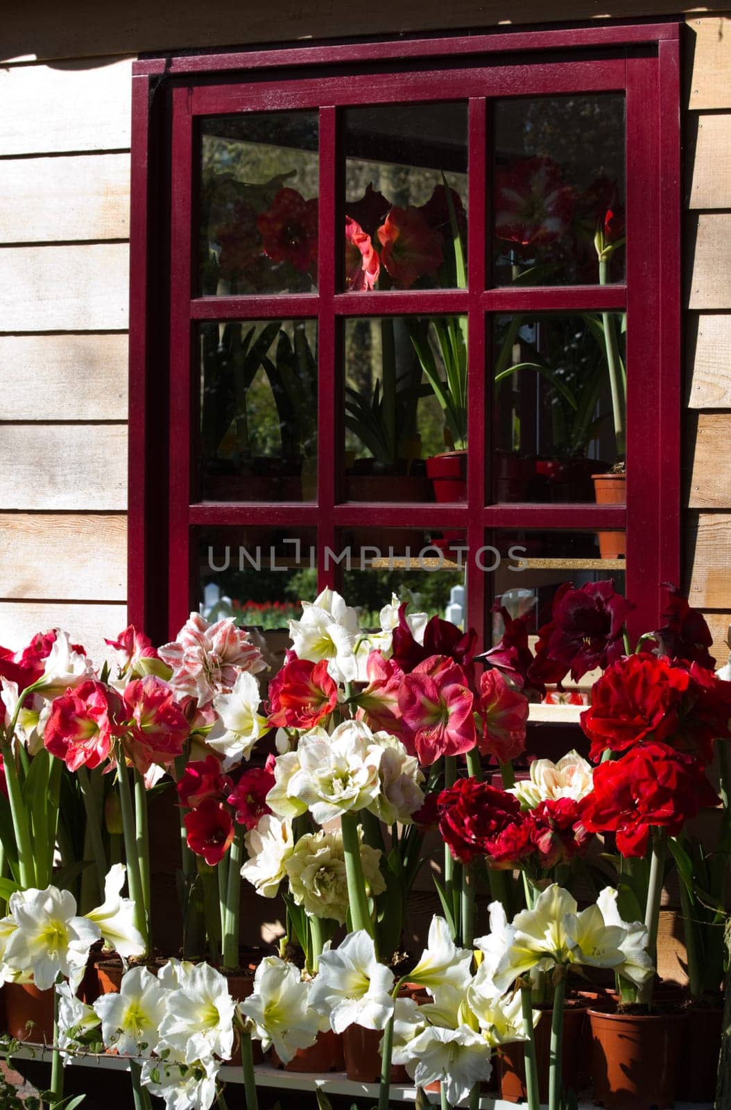 Lots of blooming Amaryllis flowers
