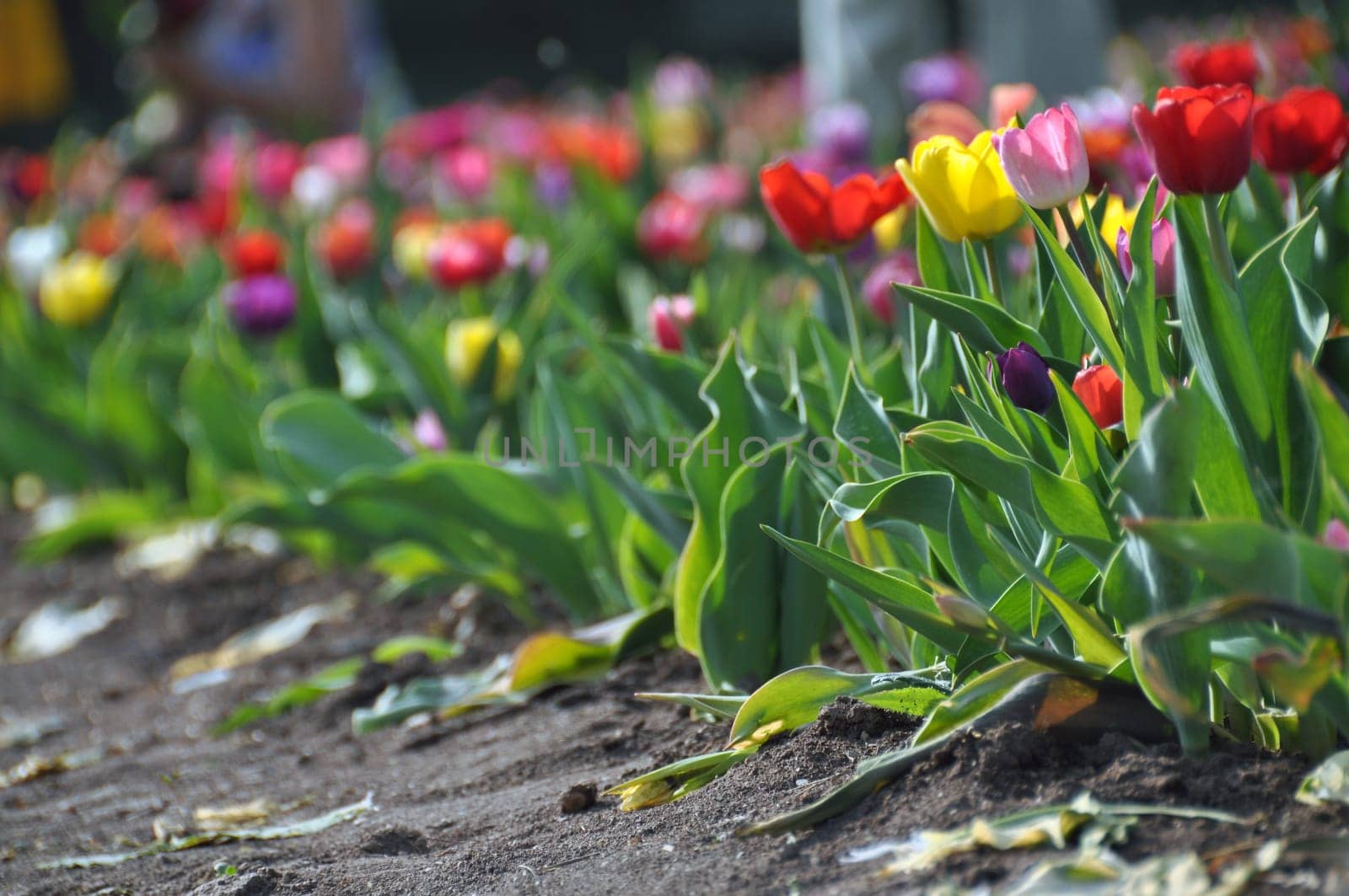 Tulip field