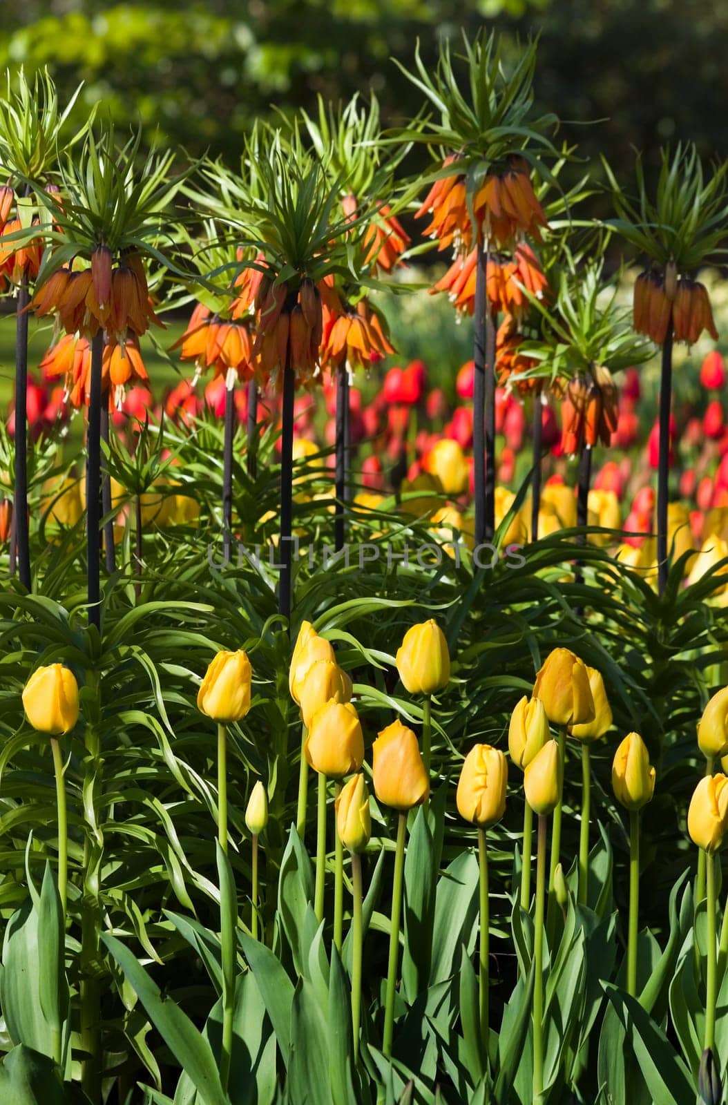 Tulips and imperial crowns in spring