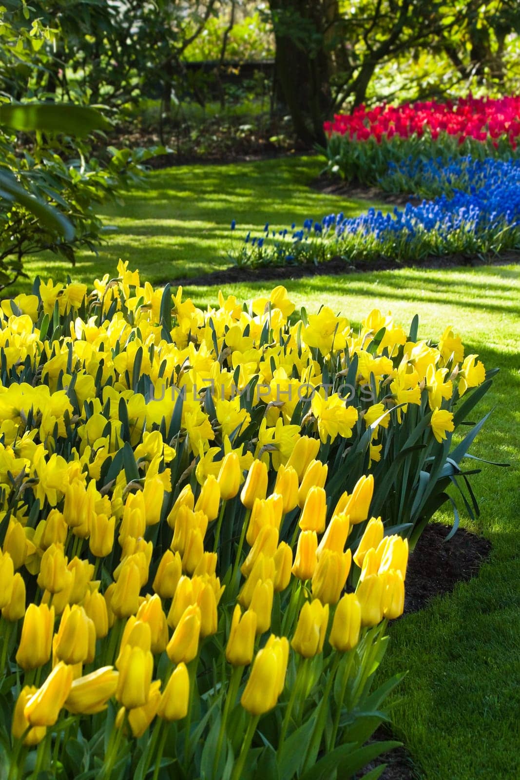 Yellow, blue and red spring flowers
