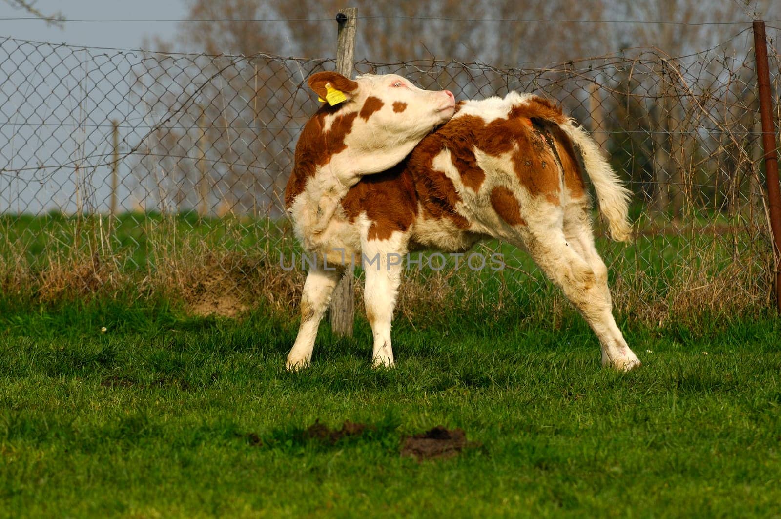 Calf grooming