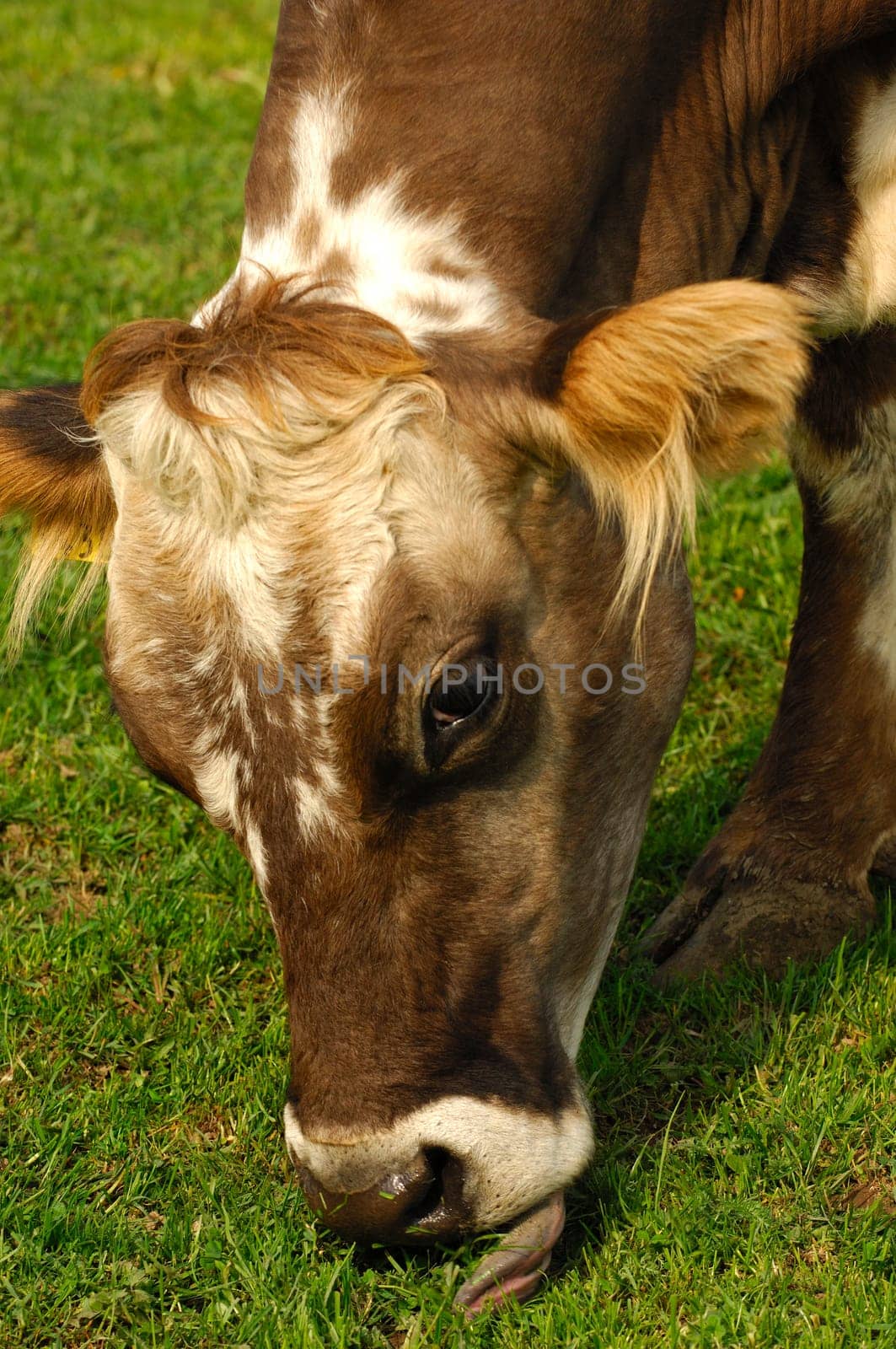 Portrait of a grazing polled cow