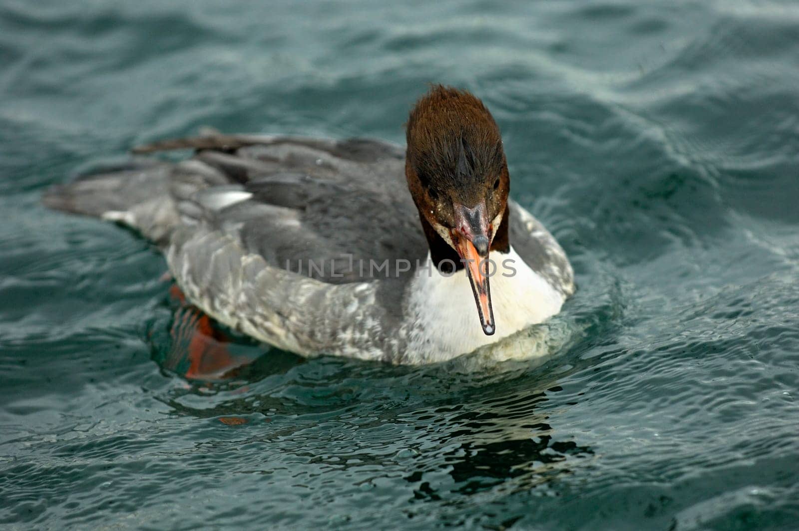 Female of the Goosander