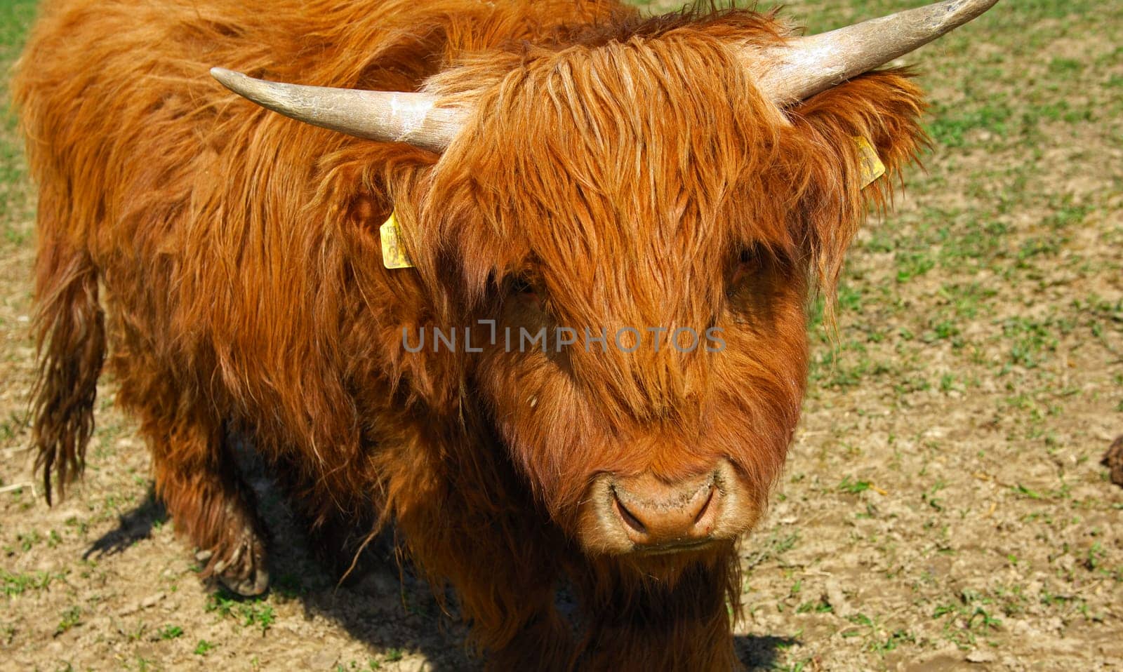 Scottish Highland cattle