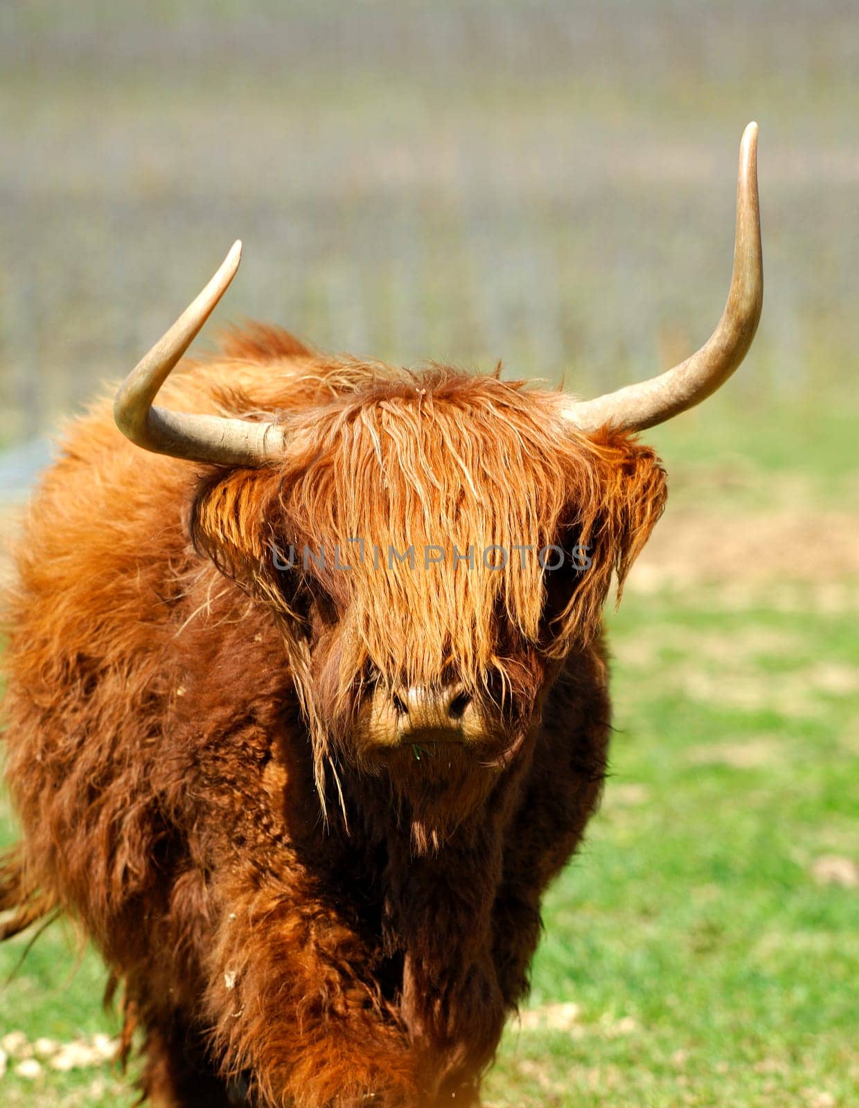 Cow ,Scottish Highland Cattle