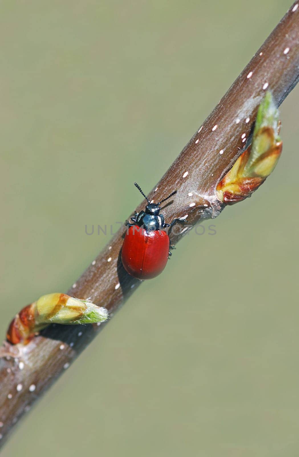 red beetle
