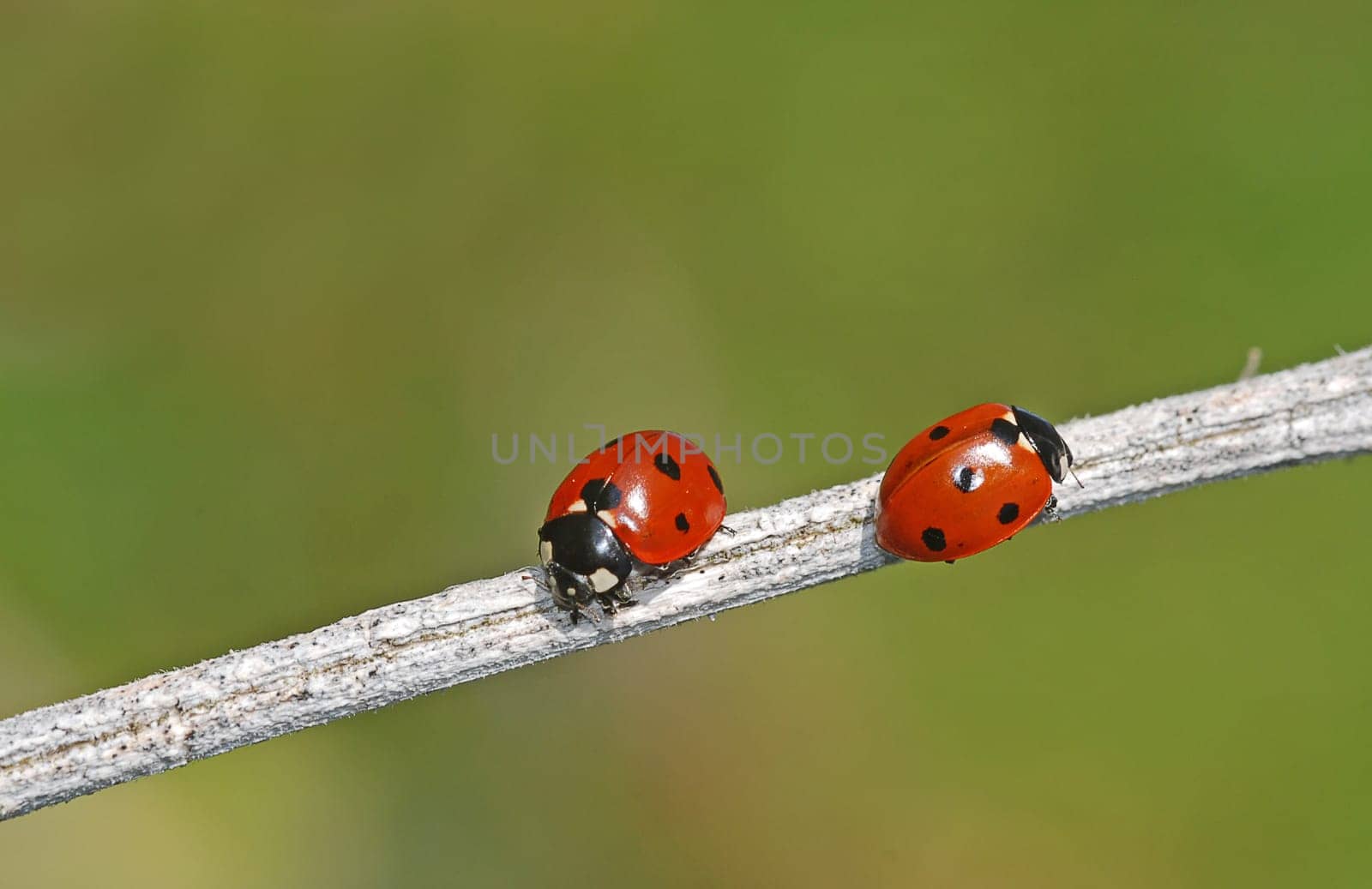 Ladybird