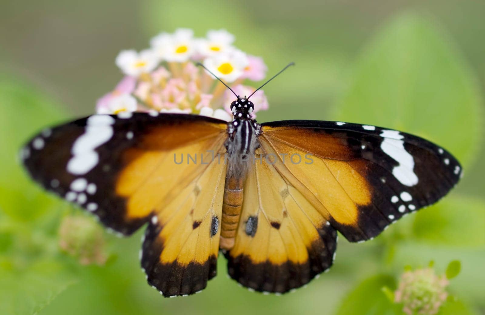 male orange butterfly Plain Tiger (Danaus chrysippus)  African Monarch
