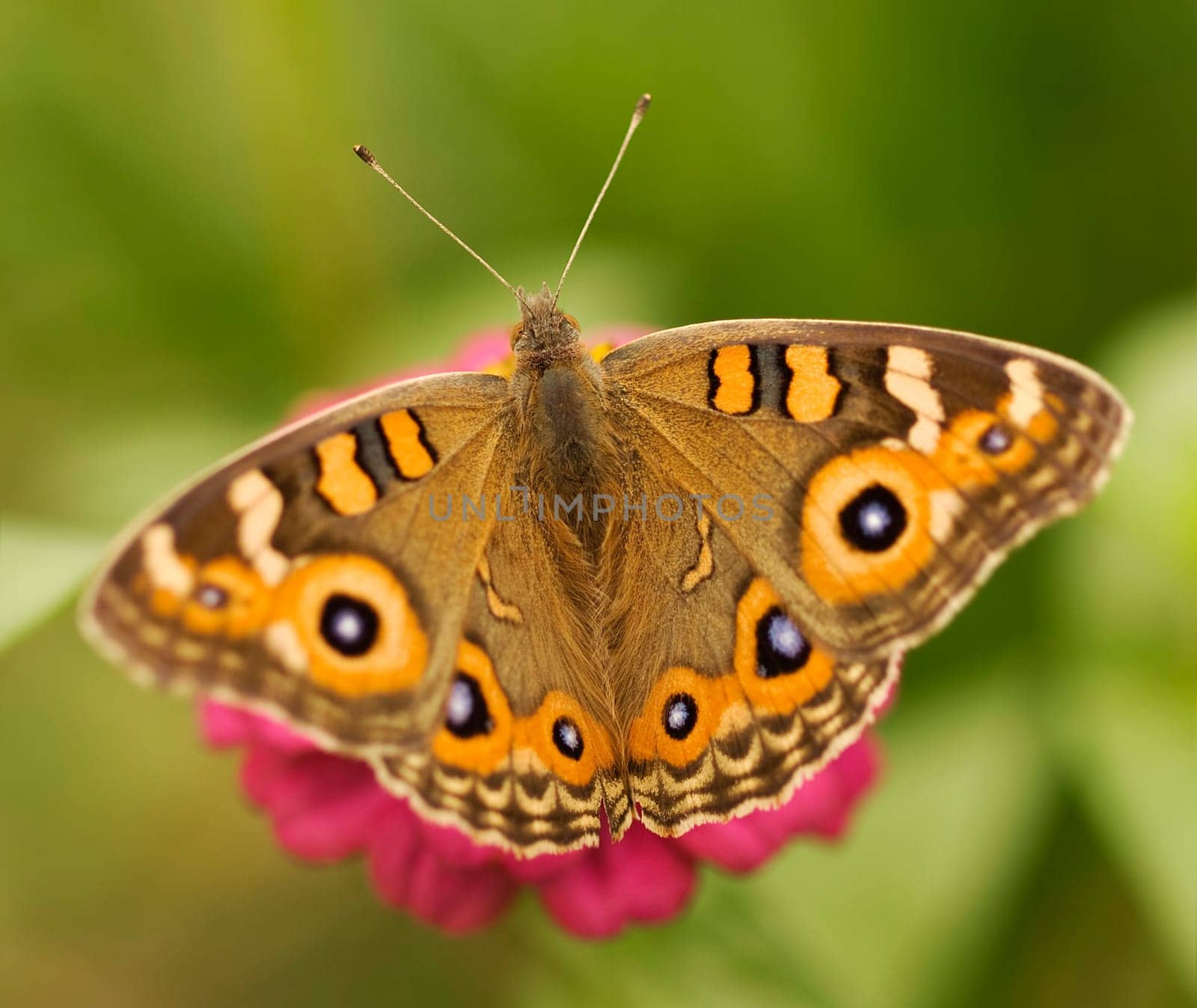 Australian butterfly Meadow argus Junonia villida brown