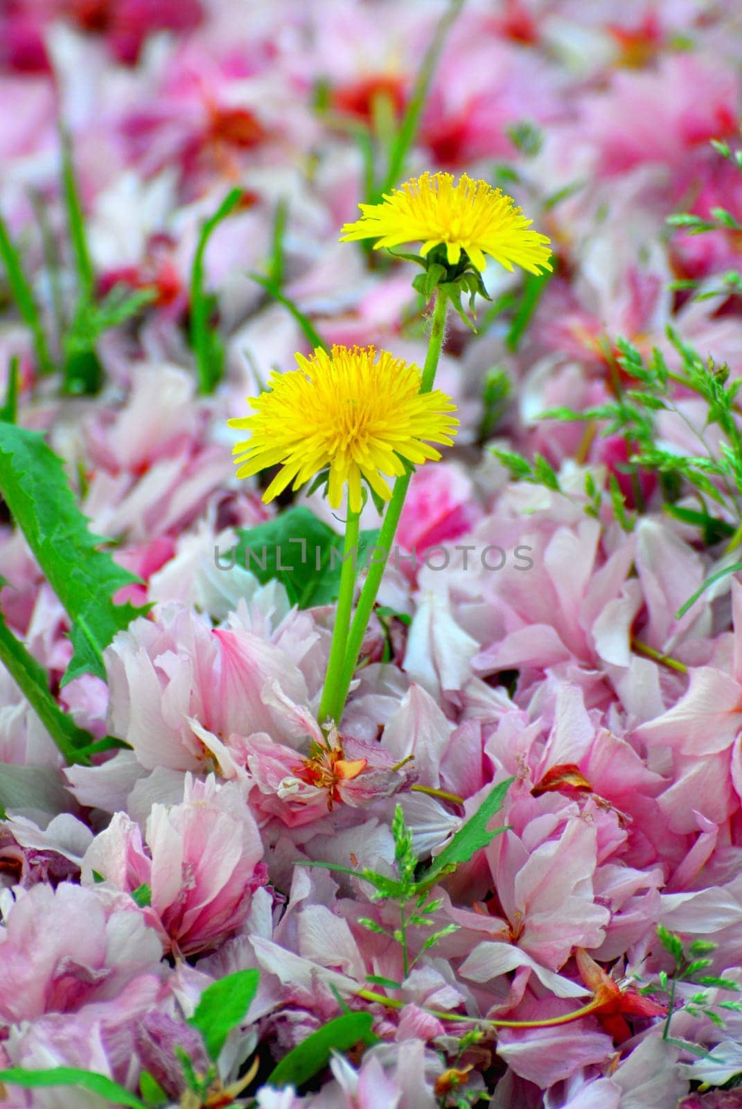 The Dandelion