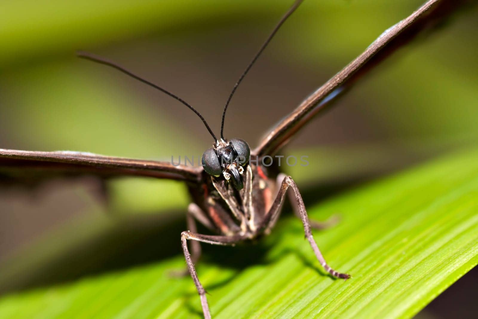 proboscis - Blue Morpho Butterfly