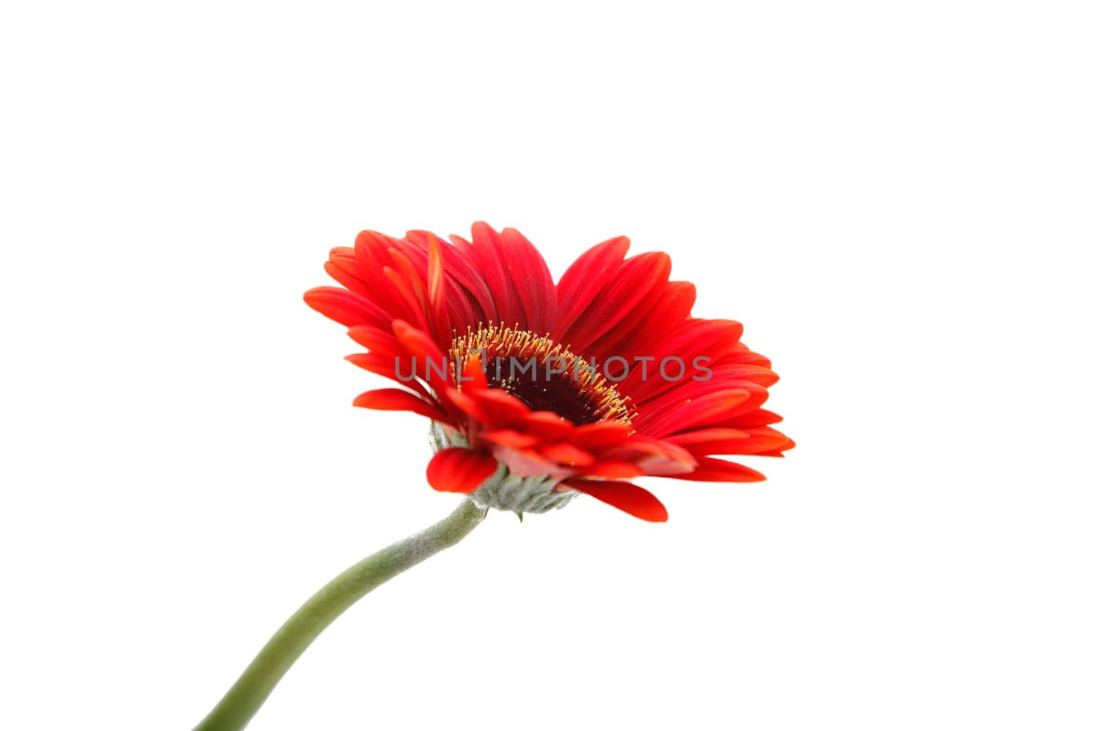 Gerbera