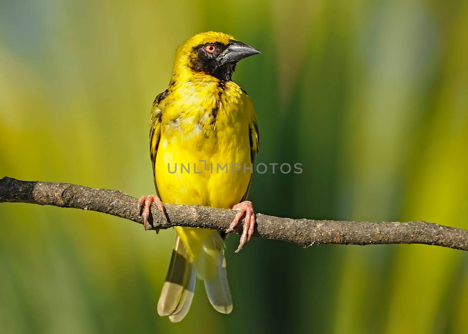 Weaver Bird