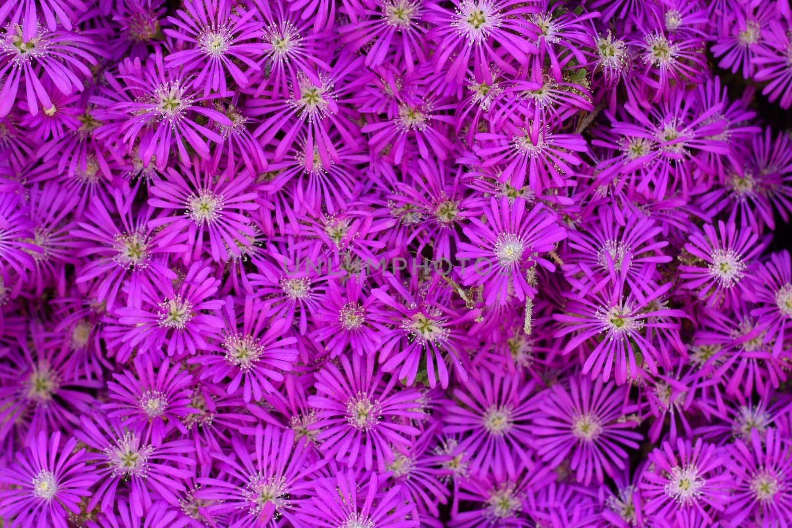 pink flowers as background