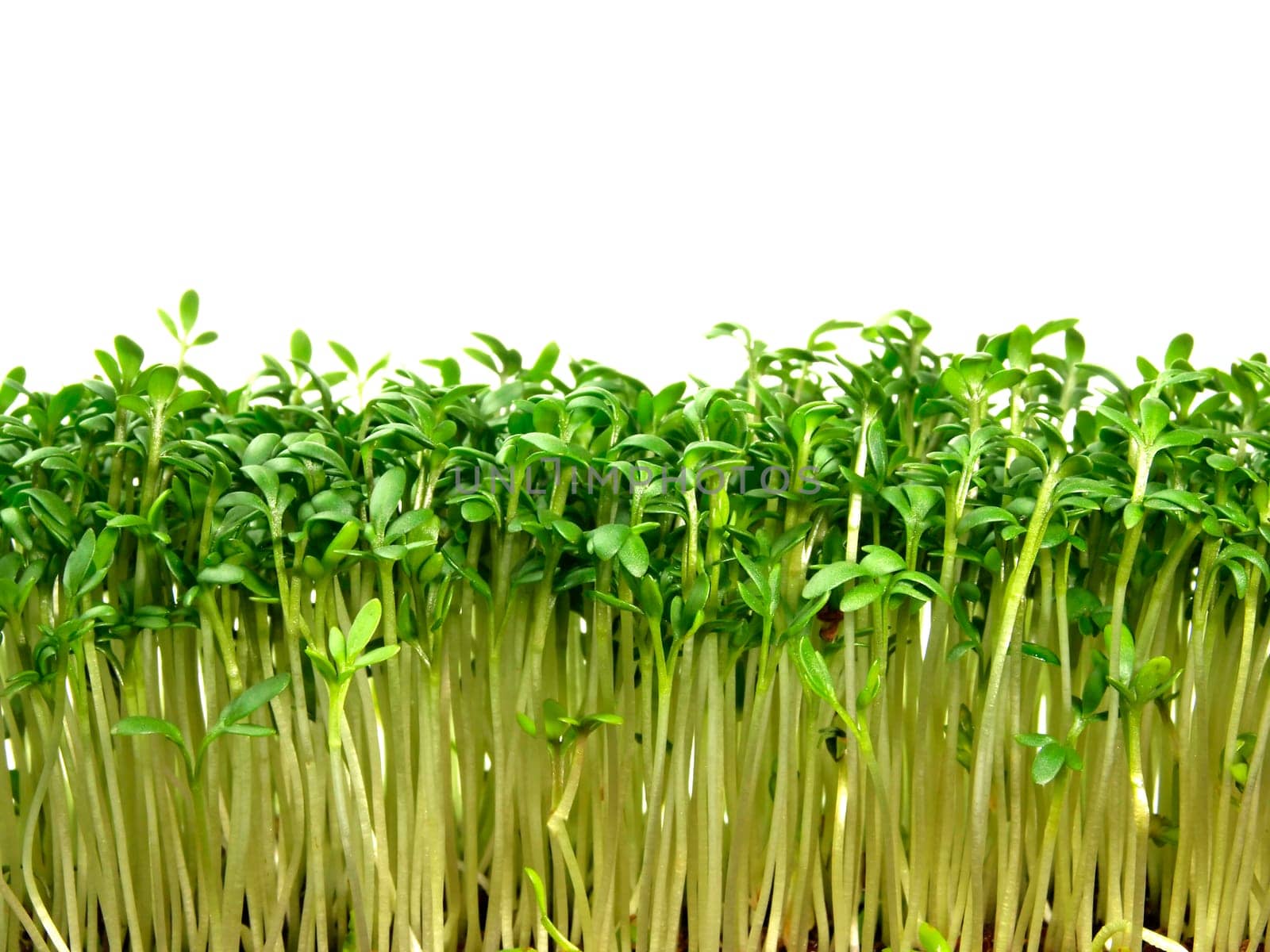 Cress