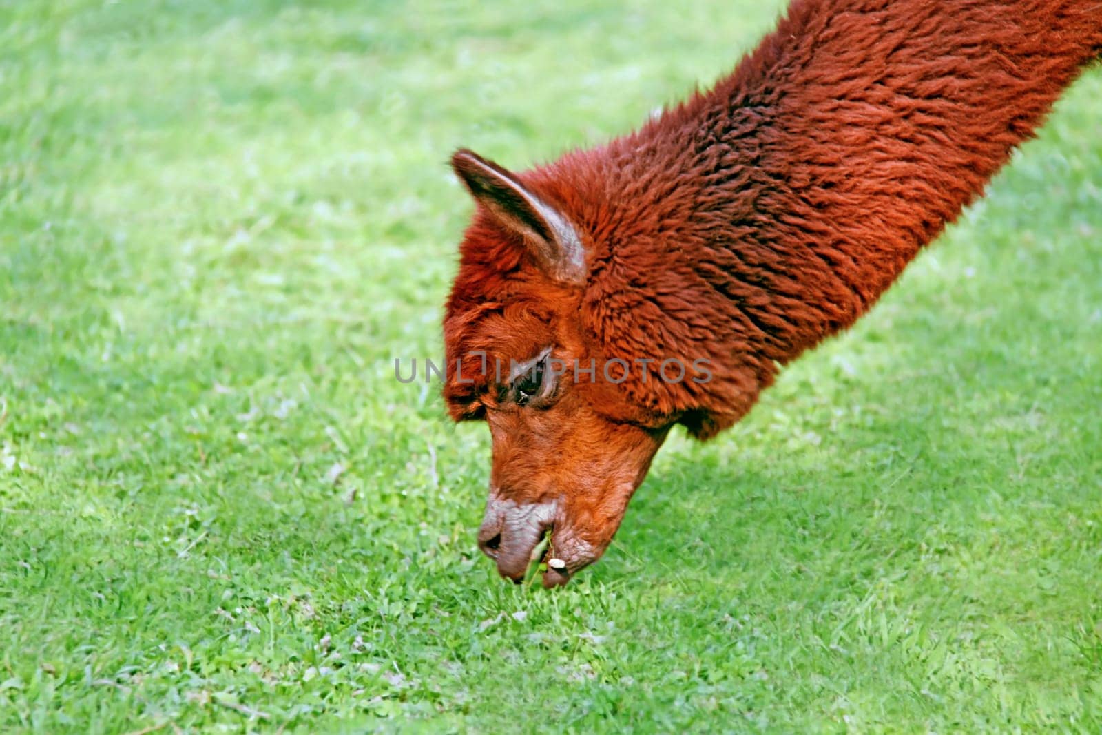 Alpaca