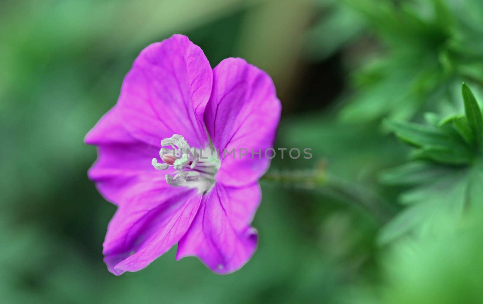 Geranium