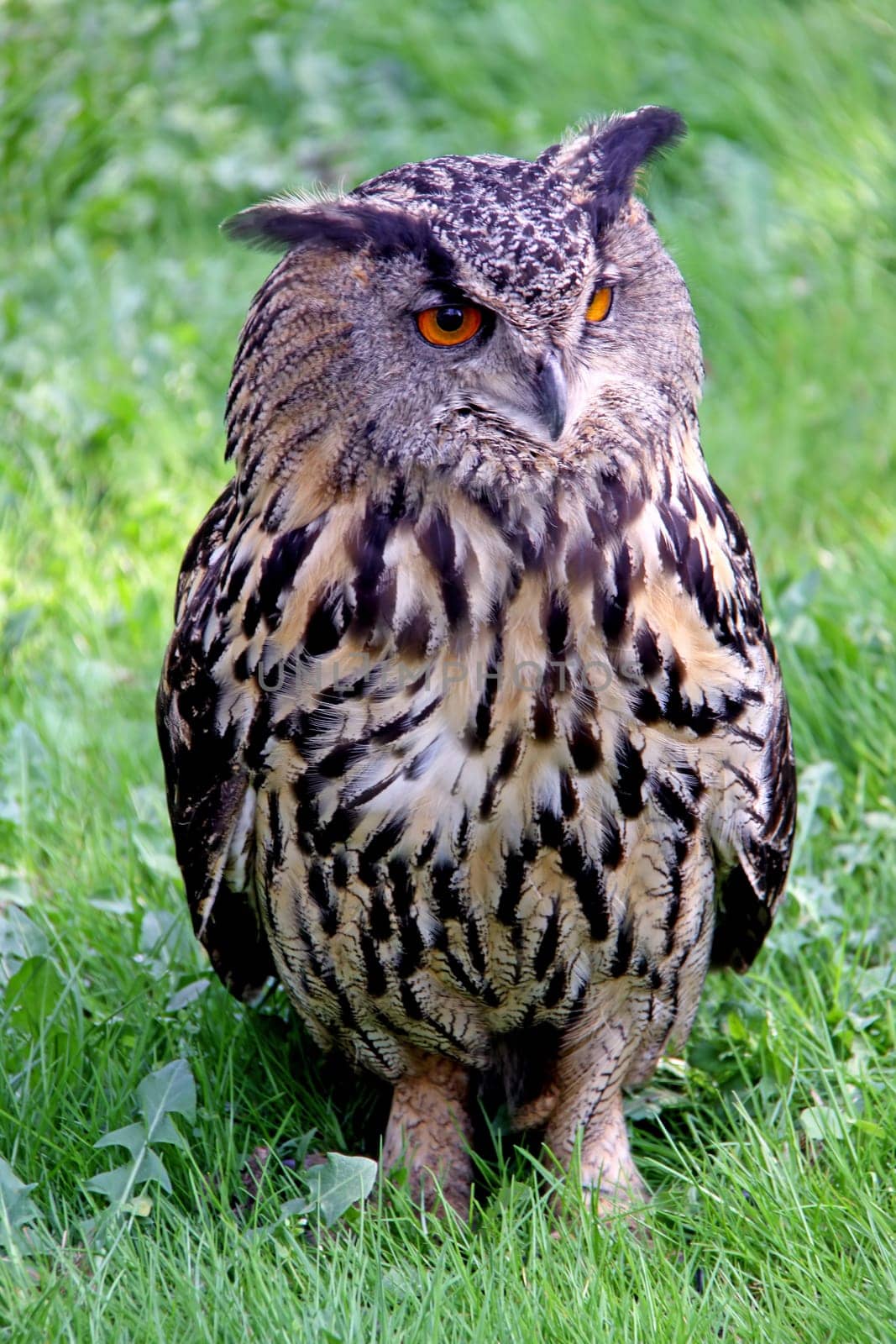 Eagle owl