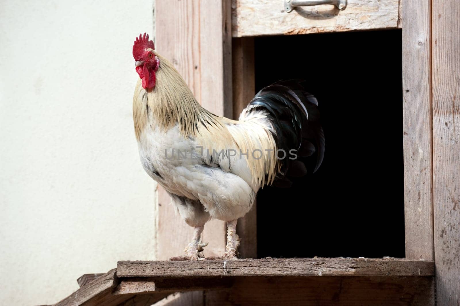 Rooster in front of the coop
