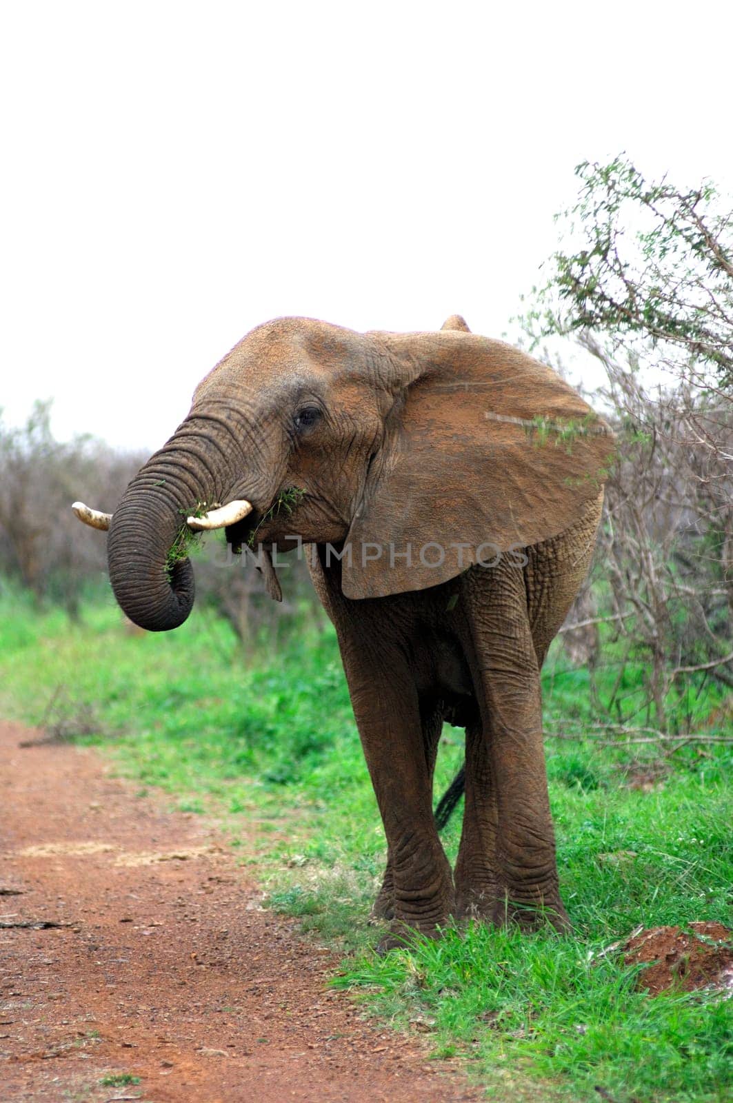 African elephant eats fresh grass