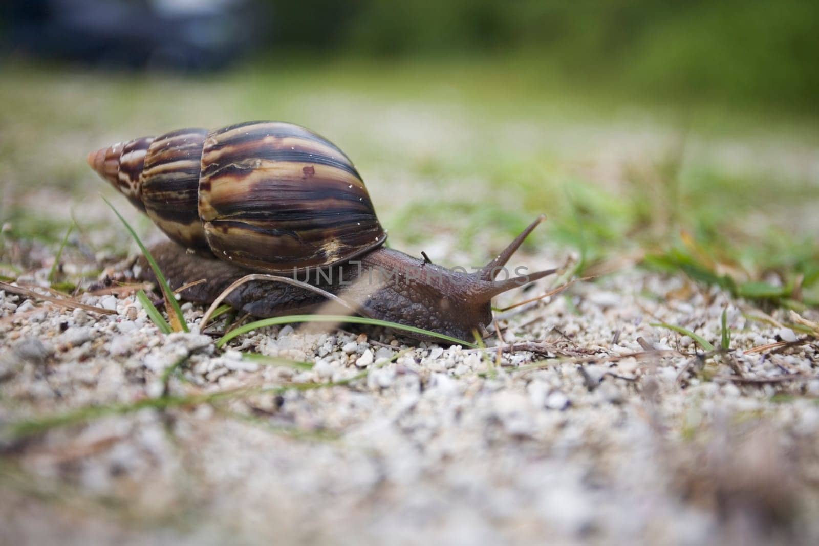 Snail