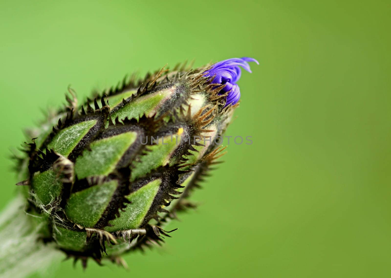 Mountain knapweed (Centaurea montana)