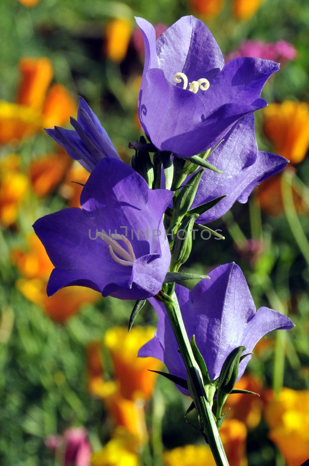 Purple Harebell Flowers in Garden