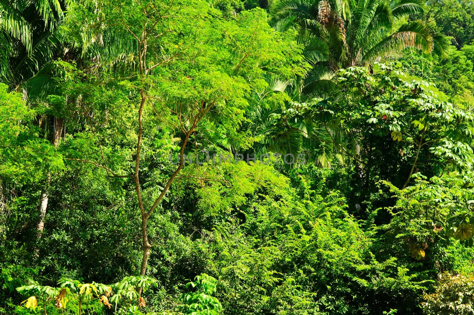 Tropical jungle background