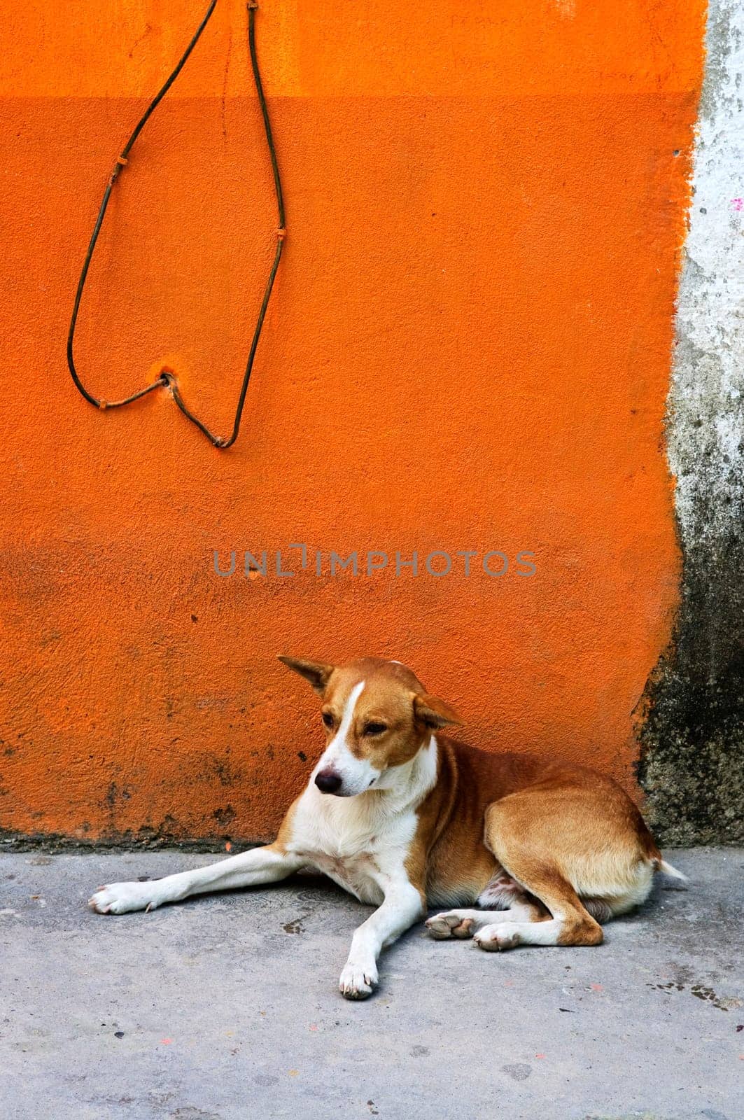 Dog near colorful wall in Mexican village