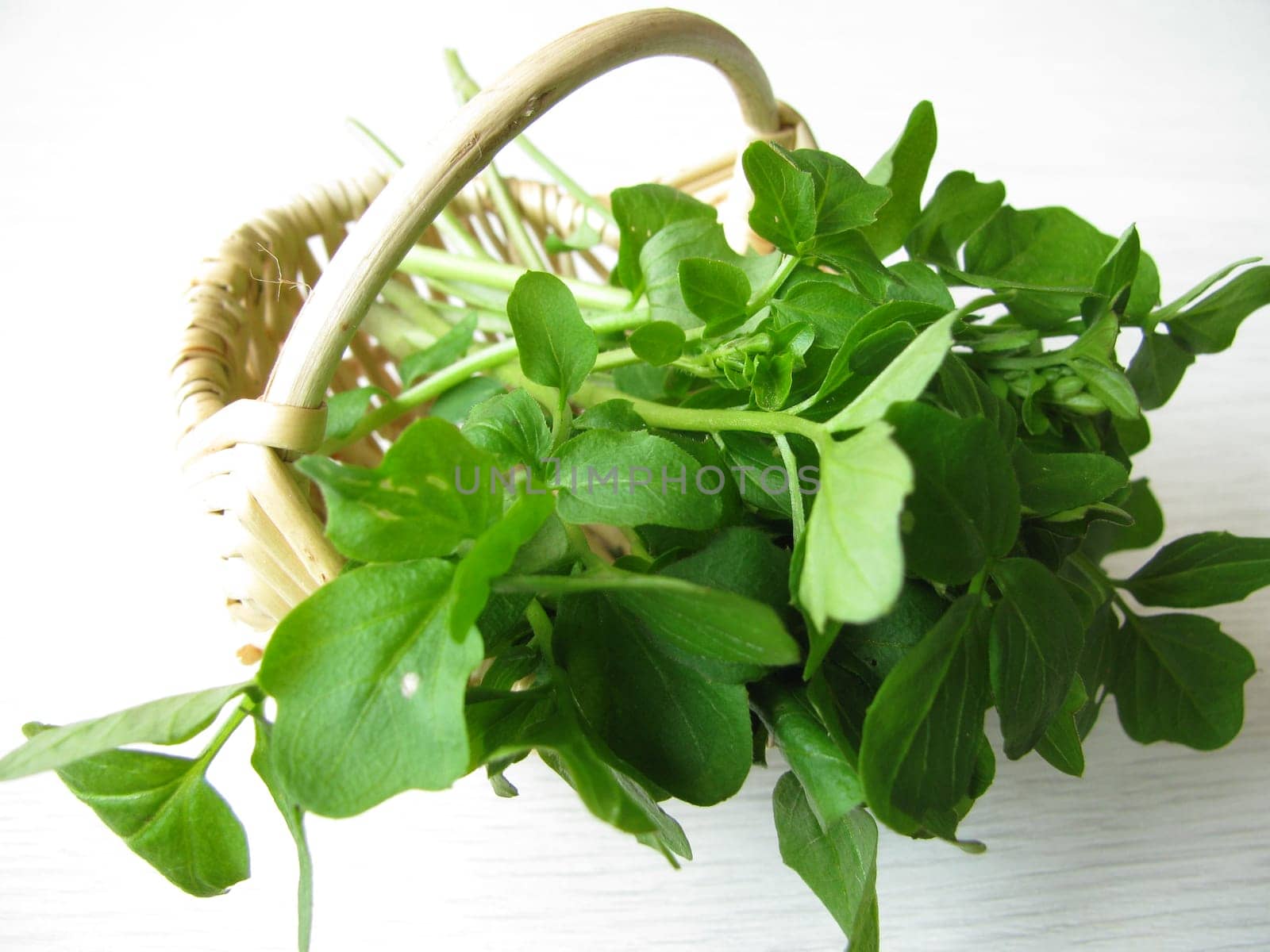 Watercress,Nasturtium officinale