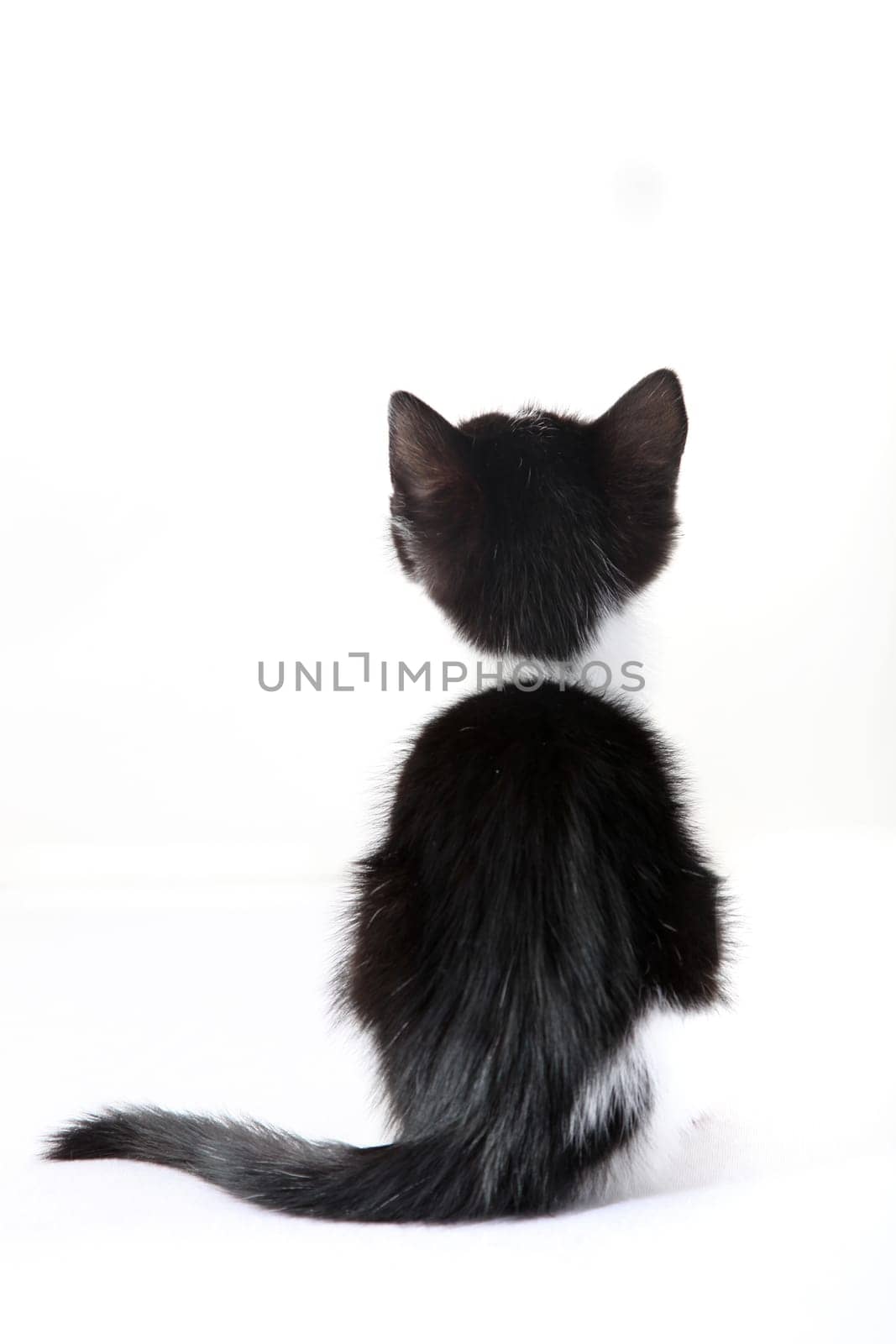 kitten from behind against a white background