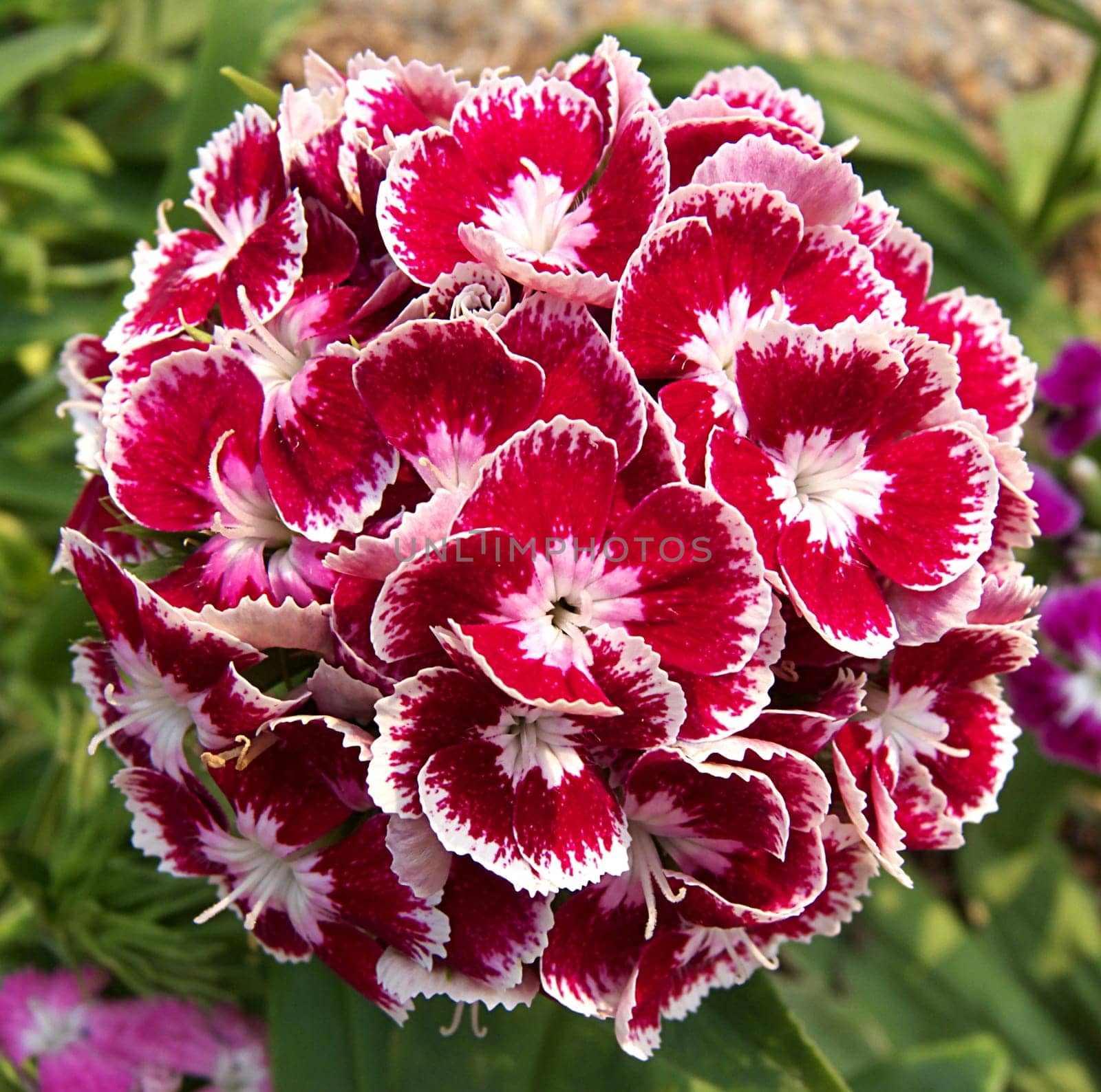 sweet william