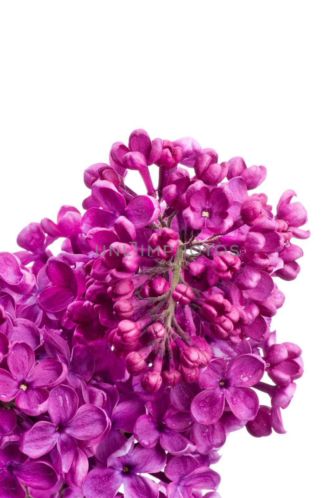 Lilac Blossoms wd704