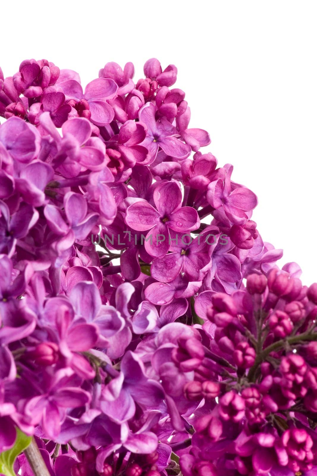 Lilac Blossoms wd705