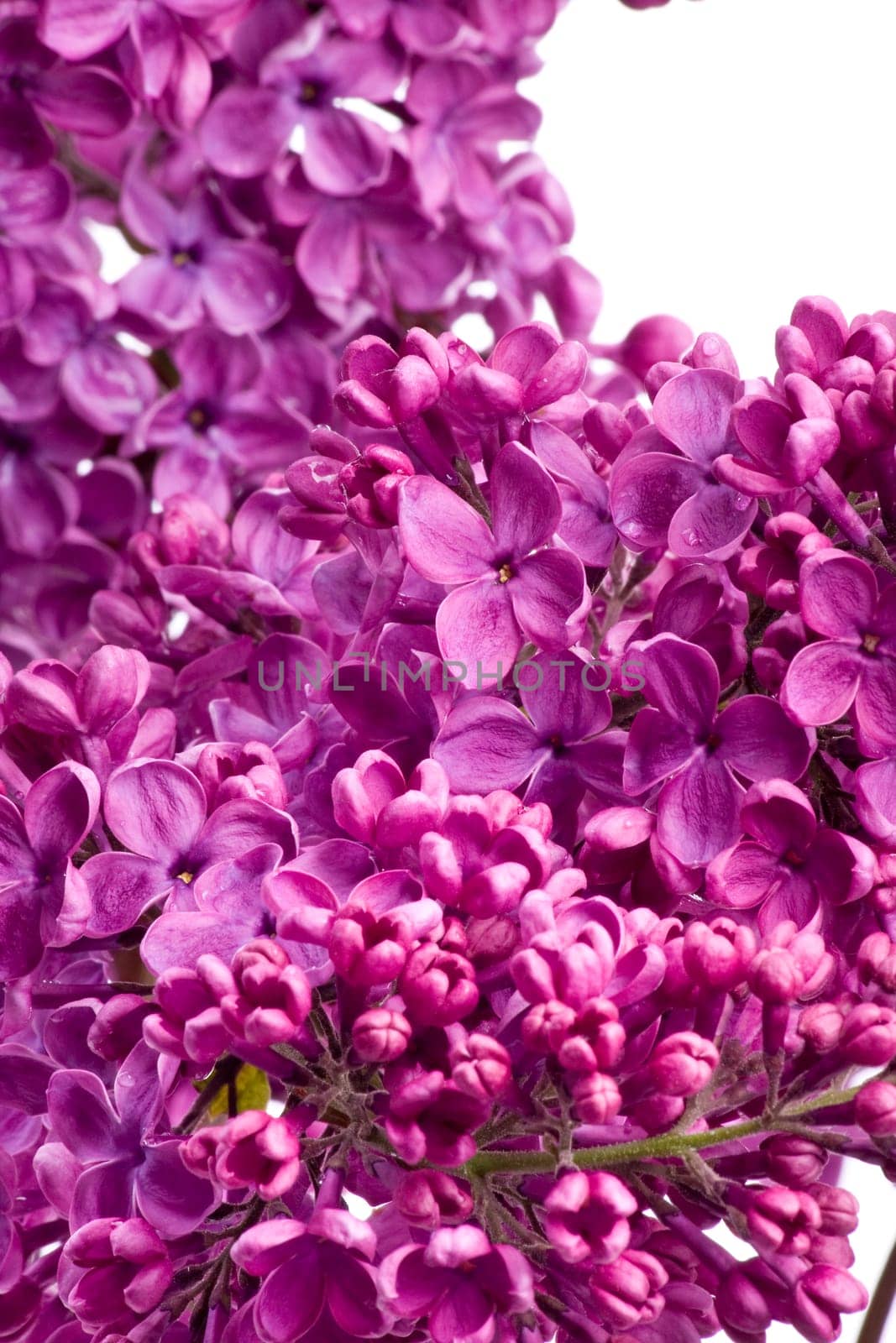 Lilac Blossoms wd703
