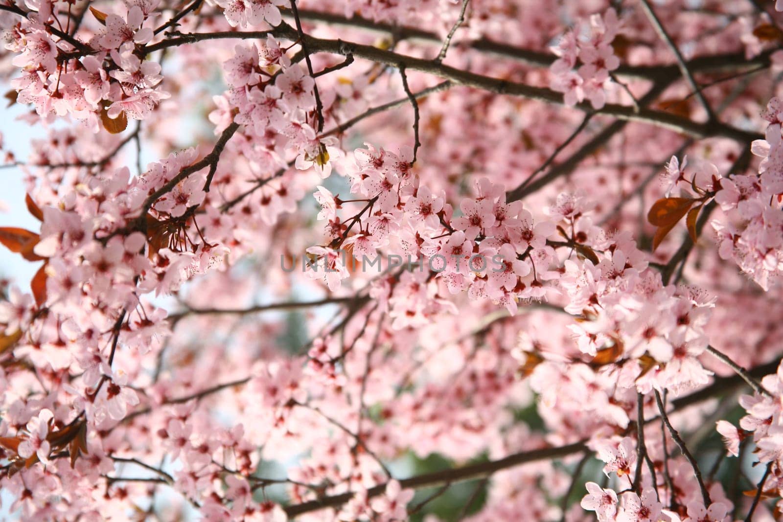 spring