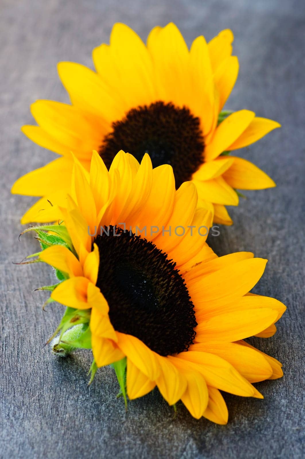 Sunflower blossoms